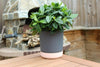 Satina Duo Plant Pots With Saucers Garden Flower Planters Indoor Stand Flowerpot