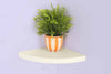 High Gloss Floating Corner Shelf Wall Mounted Storage Unit Shelving Display Kit