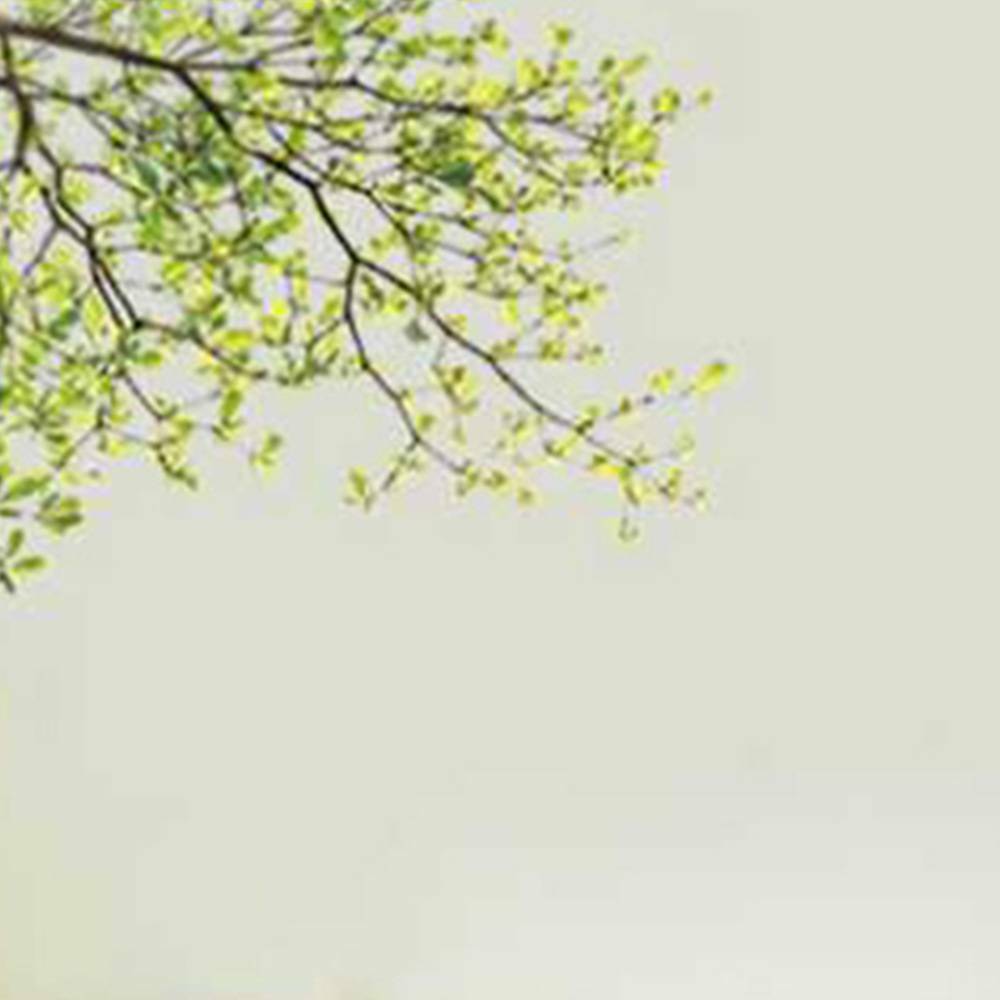 Family Green Tree Wall Sticker Vinyl Art Home Decals Room Decor Mural Branch