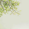 Family Green Tree Wall Sticker Vinyl Art Home Decals Room Decor Mural Branch