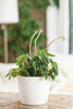 Plant Pots With Saucers Sahara Flowerpot Garden Flower Planters Indoor Stand