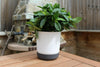 Satina Duo Plant Pots With Saucers Garden Flower Planters Indoor Stand Flowerpot