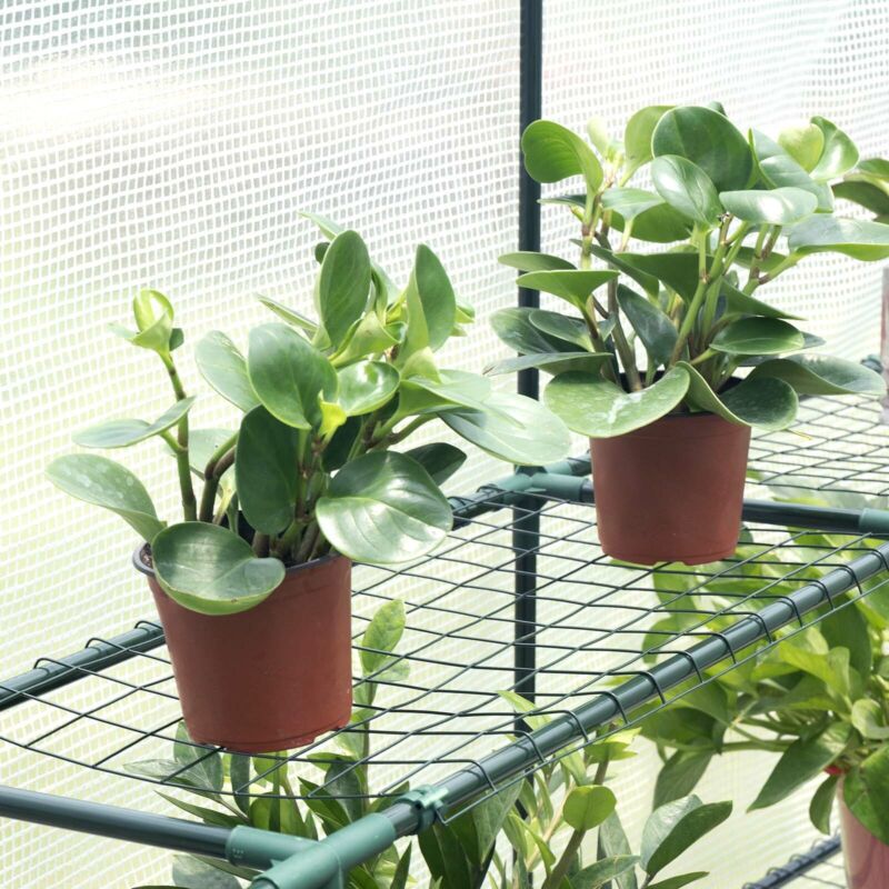 Greenhouse Garden Grow House PE Outdoor Green Steeple House w/ Shelf Plant Tent