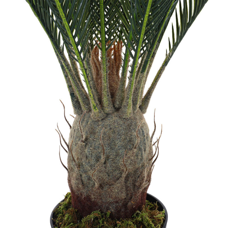 Large Ferns Cycas Tree Potted Green Plant Ficus Houseplant w/ Pot Indoor Outdoor
