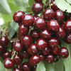Fruit Tree, Stella Cherry, Self-Fertile Heavy Cropper, 90?110cm, 5L Potted Plant