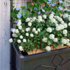Raised Garden Planter Bed Trellis Galvanised Steel Metal Box Climbing Plants