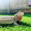 Artificial Grass 20mm | Natural & Realistic Pet-Friendly Fake Grass Lawn Turf
