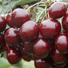 Fruit Tree, Stella Cherry, Self-Fertile Heavy Cropper, 90?110cm, 5L Potted Plant