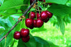 'Lapins' Cherry Tree 3-4ft in a 6L Pot Self-Fertile & Ready to Fruit