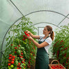Polytunnel 6m x 3m - Quality 6 Section Greenhouse - Galvanised Frame Pollytunnel