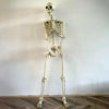Halloween Poseable Skeleton Full Life Size Human Skeleton Decoration Prop