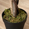160cm/5.2FT Artificial Ficus Tree Fake Plant in Pot Indoor