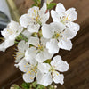 Fruit Tree, Stella Cherry, Self-Fertile Heavy Cropper, 90?110cm, 5L Potted Plant