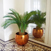 Palm Tree Artificial Cycas 80cm Realistic Leaf Design