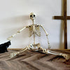 Halloween Poseable Skeleton Full Life Size Human Skeleton Decoration Prop