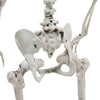 165cm Halloween Skeleton Life Size Prop Poseable Human Giant Bones Decor Model