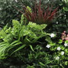 Artificial Green Living Wall Hedge Plant Panels Combo of 3x 1mx50cm - FLORENCE