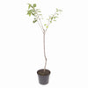 Fruit Tree, Stella Cherry, Self-Fertile Heavy Cropper, 90?110cm, 5L Potted Plant