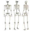 165cm Halloween Skeleton Life Size Prop Poseable Human Giant Bones Decor Model