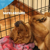 Dog Metal Playpen 48 Inch, FurDreams 8 Panel Pet Pen, Safe & Secure for Pets
