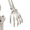 165cm Halloween Skeleton Life Size Prop Poseable Human Giant Bones Decor Model