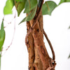 Garden Gear Artificial Ficus Tree 90cm 150cm Faux Plant Indoor Outdoor Pot Plant
