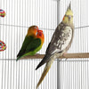175cm Extra Large Bird Cage Rolling Metal Parrot Cage Pet Cage with Stand