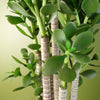Artificial Palm Tree Realistic Green 75cm (2.5ft) Premium Indoor Home Decor UK