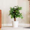 Garden Gear Artificial Ficus Tree 90cm 150cm Faux Plant Indoor Outdoor Pot Plant