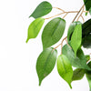 Garden Gear Artificial Ficus Tree 90cm 150cm Faux Plant Indoor Outdoor Pot Plant
