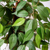 Garden Gear Artificial Ficus Tree 90cm 150cm Faux Plant Indoor Outdoor Pot Plant