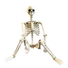 Halloween Poseable Skeleton Full Life Size Human Skeleton Decoration Prop