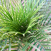 Artificial Palm Tree Realistic UV Resistant Outdoor 120cm (4ft) Leaf Design UK