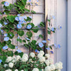 Raised Garden Planter Bed Trellis Galvanised Steel Metal Box Climbing Plants