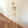 Halloween Poseable Skeleton Full Life Size Human Skeleton Decoration Prop