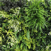 Premium Artificial Green Living Wall Hedge Plant Panel 1m x 1m - RIVERBANK