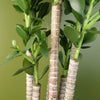 Artificial Palm Tree Realistic Green 75cm (2.5ft) Premium Indoor Home Decor UK