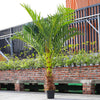 LARGE 180CM Tall Faux Artificial Palm Tree Indoor Outdoor Green Plants Potted UK