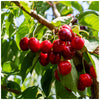 'Lapins' Cherry Tree 3-4ft in a 6L Pot Self-Fertile & Ready to Fruit