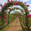 Metal Decorative Garden Arch with Ground Spikes Climbing Plant Support Trellis