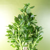 Artificial Palm Tree Realistic Green 75cm (2.5ft) Premium Indoor Home Decor UK