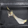 African Grey Cage Large Open Playtop Parrot Bird Cage for Cockatiels with Stand