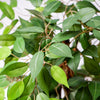 Garden Gear Artificial Ficus Tree 90cm 150cm Faux Plant Indoor Outdoor Pot Plant