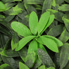 Artificial Plant Wall Mat Greenery Hedge Grass Fence Privacy Foliage Panel Decor