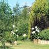 Metal Wedding Arch Trellis Garden Arbor for Climbing Plants Floral Decor