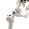 3/5ft Posable Halloween Hanging Human Skeleton Haunted House Party Prop Spooky