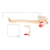 85cm Professional Human Spine Model Flexible- Medical Anatomical Spine Model UK