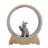 Cat Exercise Wheel Large Cat Treadmill Wheel for Indoor Cats Easy Assembled