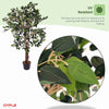 NEW! Artificial Ficus Tree Plant 120cm Indoor Outdoor Garden Decoration