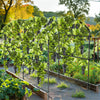 Garden Cucumber Trellis U-Shape Climbing Plant Support Stand with Nylon Netting